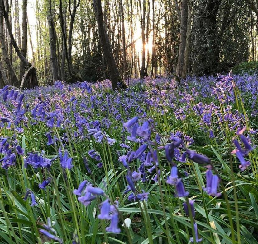 라이 Bluebells 아파트 외부 사진